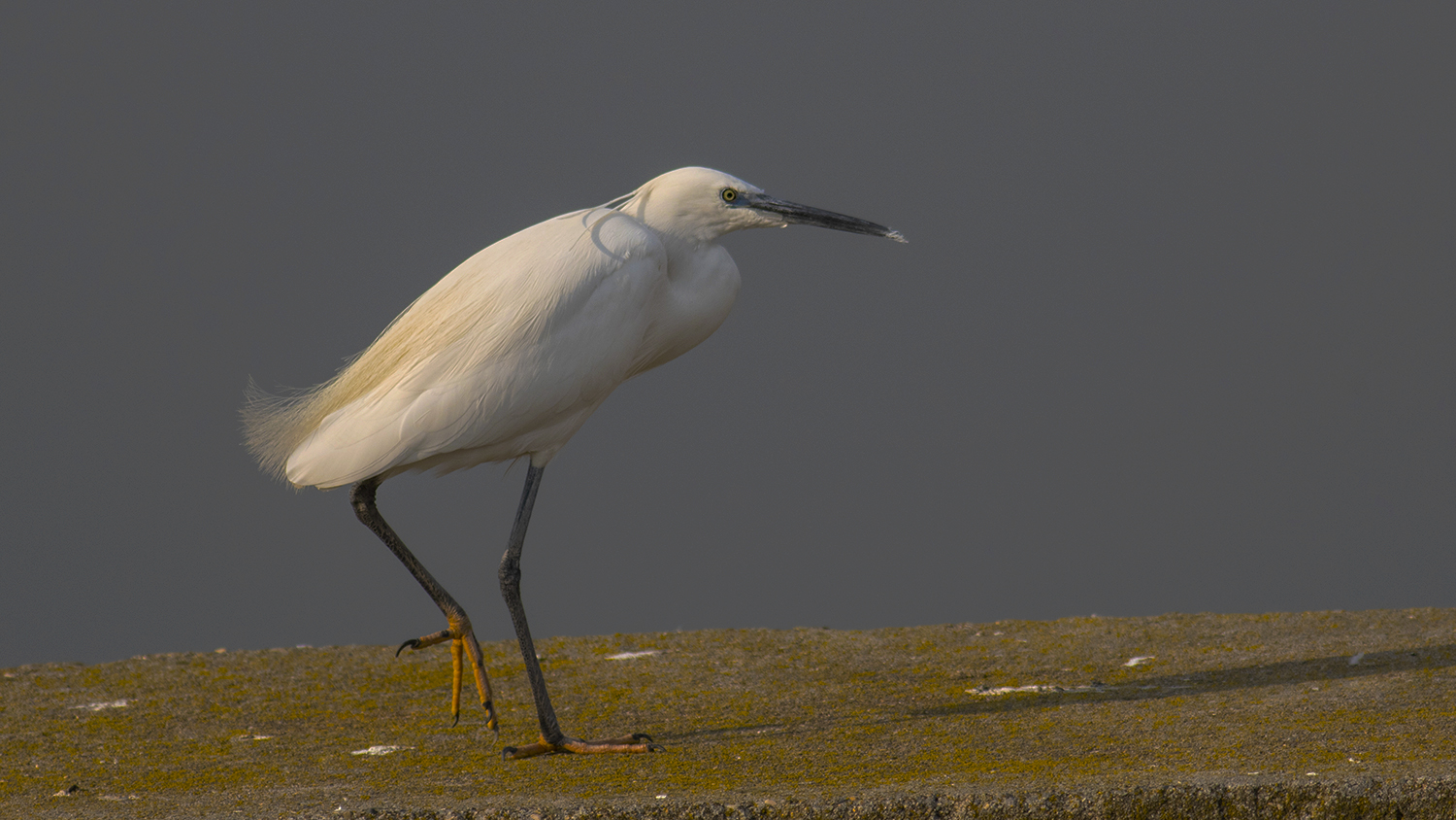 Little Egret